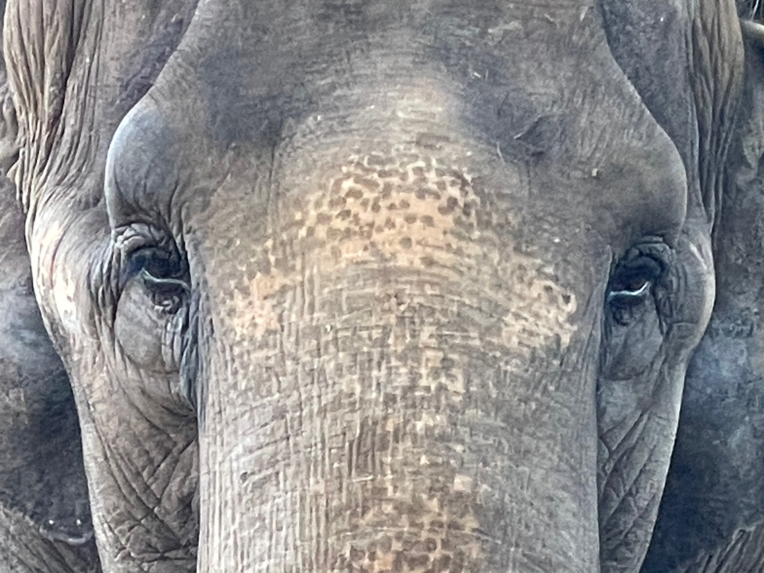 アジアゾウ