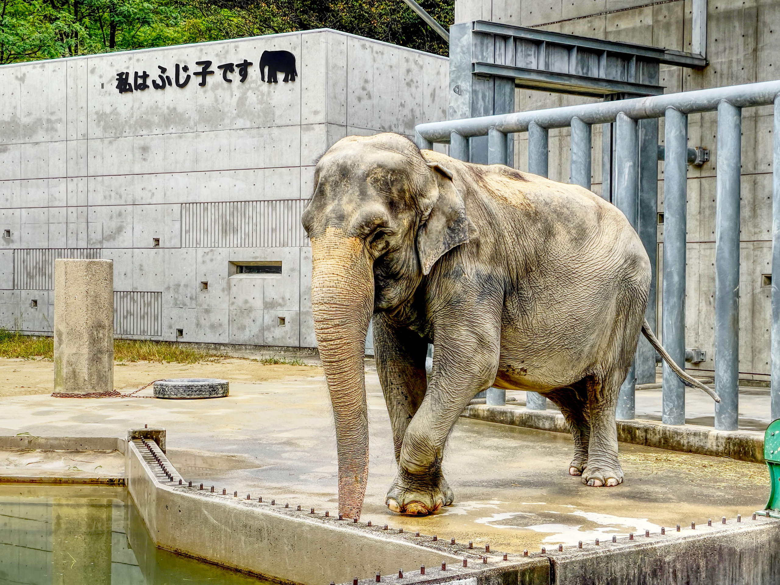 私はふじ子です